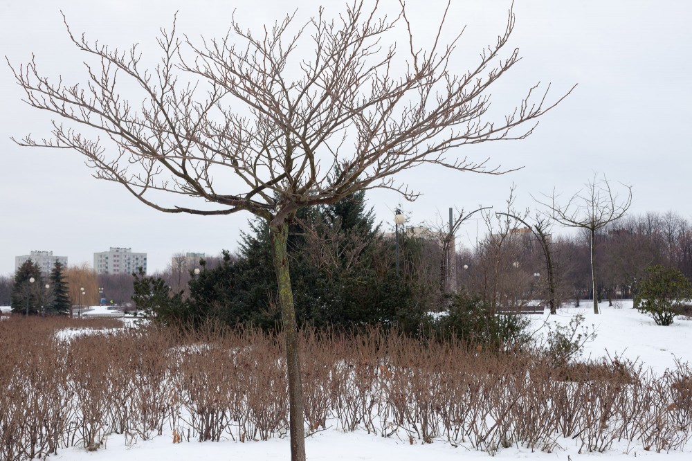 Park w zimowej scenerii. Samotne drzewo w śniegu